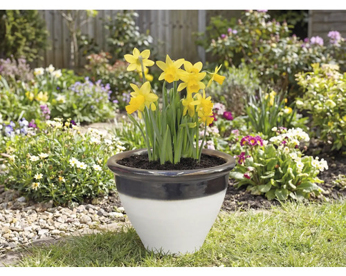 Narzissen in einem Pflanzgefäß im Garten.