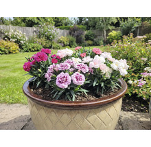 Blumentopf mit bunten Nelken im Garten