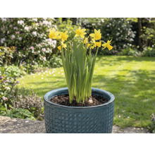 Gelbe Narzissen in einem Blumentopf im Garten.