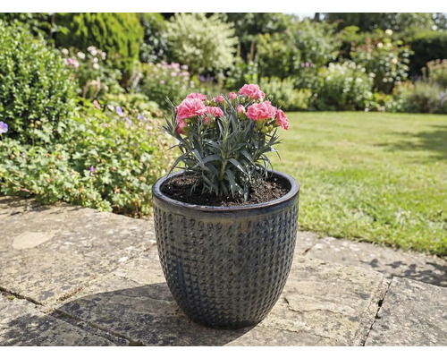 Nelkenpflanze in strukturierter Keramik Blumenvase im Garten