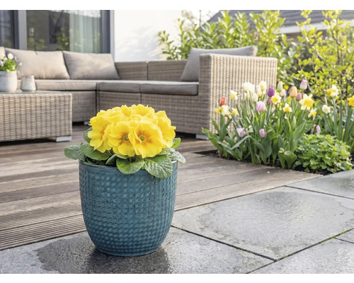 Gelbe Primel in blauem Blumentopf auf Terrasse mit Gartenmöbeln und Blumengarten