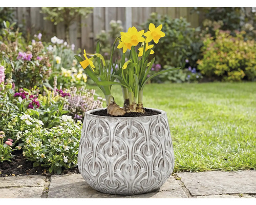 Narzissen in einem Pflanzgefäß mit Reliefmuster im Garten