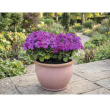 Blumentopf mit lila Blüten auf einer Terrasse