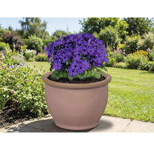 Blauer Blüher in einem Terrakottatopf im Garten.