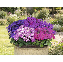 Gefüllter Topf mit farbenfrohen Senetti-Blüten im Garten
