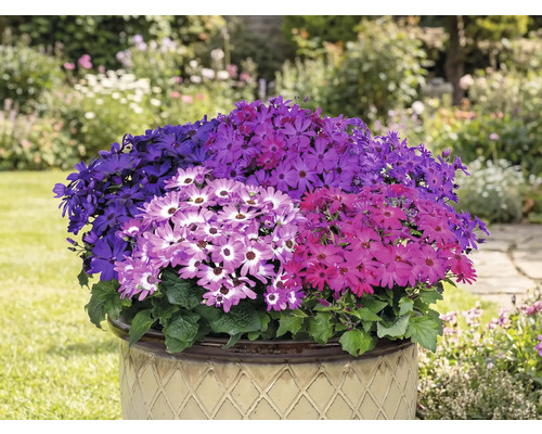 Gefüllter Topf mit farbenfrohen Senetti-Blüten im Garten