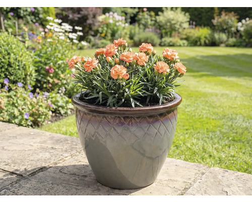 Nelken im Topf auf Gartenfliesen