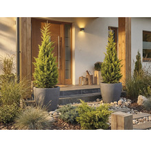 Eingangsbereich eines Hauses mit zwei Zypressen in Pflanzgefäßen