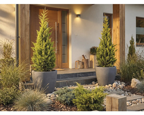 Eingangsbereich eines Hauses mit zwei Zypressen in Pflanzgefäßen