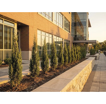 Außenansicht eines Gebäudes mit Zypressen entlang des Gehwegs