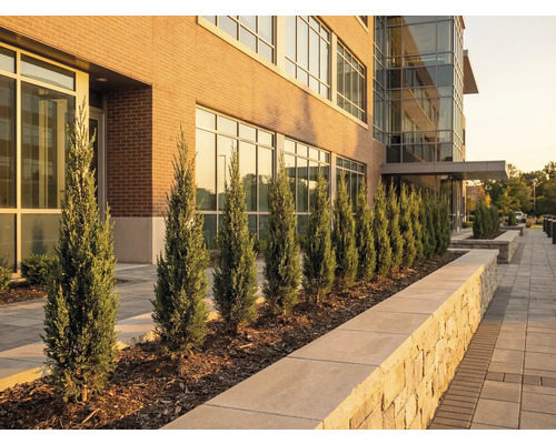 Außenansicht eines Gebäudes mit Zypressen entlang des Gehwegs