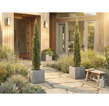 Dekorativer Eingangsbereich mit zwei schlanken Zypressen in quadratischen Pflanzgefäßen