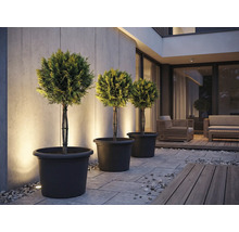 Drei Formschnittgehölze in Pflanzgefäßen auf einer Terrasse