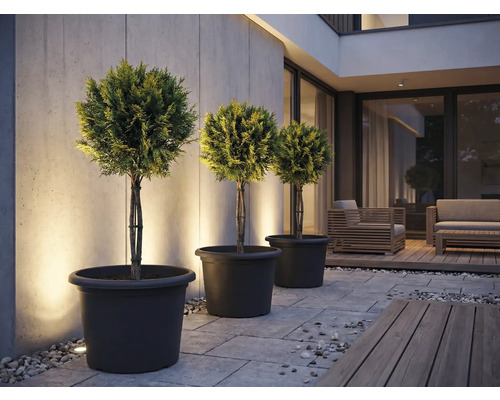 Drei Formschnittgehölze in Pflanzgefäßen auf einer Terrasse