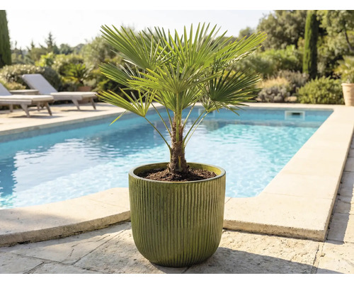 Hanfpalme in einem Topf im Freien