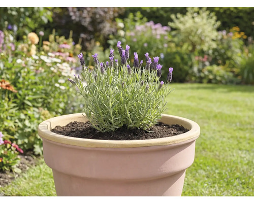 Lavendel in einem Topf im Garten