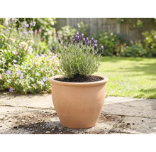 Lavendel in einem Terrakottatopf im Garten.