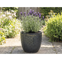 Lavendel in einem strukturierten Blumentopf im Garten