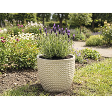 Lavendel in einem Topf im Garten.