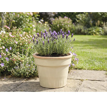 Lavendel in einem Topf im Garten