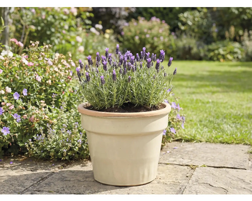 Lavendel in einem Topf im Garten