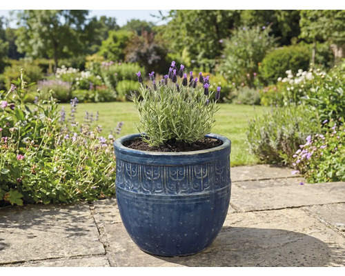 Lavendel in einem dekorativen Blumentopf im Garten