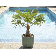 Hanfpalme im Topf am Pool
