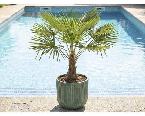 Hanfpalme im Topf am Pool