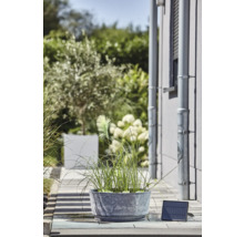 Dekorative Pflanze in rundem Pflanzgefäß mit Solarpanel zur Beleuchtung im Außenbereich