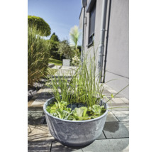 Dekorativer Pflanzkübel mit Wasserpflanzen und Ziergräsern im Garten.