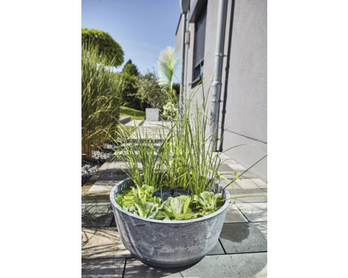 Dekorativer Pflanzkübel mit Wasserpflanzen und Ziergräsern im Garten.