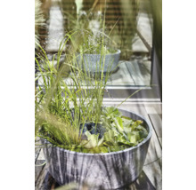 Wasserschale mit Wasserpflanzen und Gräsern auf einer Holzterrasse