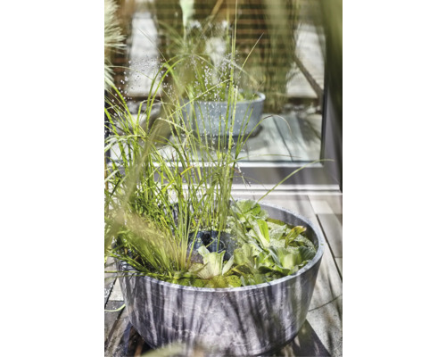 Wasserschale mit Wasserpflanzen und Gräsern auf einer Holzterrasse