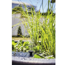Gartenteich mit Springbrunnen und Wasserpflanzen