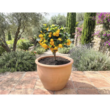 Mandarinenbaum in Pflanzgefäß im Außenbereich