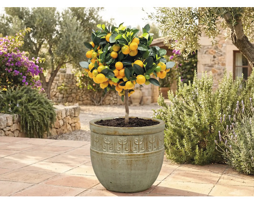 Kumquatbaum im Topf im Garten