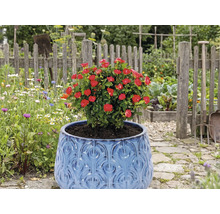 Rote Rose im blauen Topf im Garten