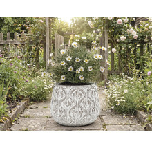 Gänseblümchen in einem verzierten Pflanzgefäß auf einem Gartenweg