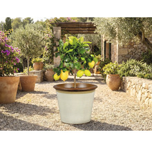 Zitronenbaum in einem Topf im Freien