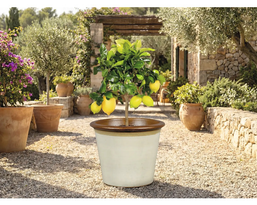 Zitronenbaum in einem Topf im Freien