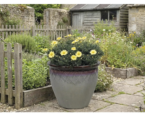 Gelbe Margeriten in einem Dekorationstopf im Garten.