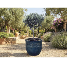 Olivenbaum im Topf im Garten.