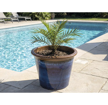 Dattelpalme in blauem Keramiktopf am Pool