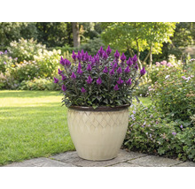 Purpurroter Celosienblume in einem Topf im Garten.