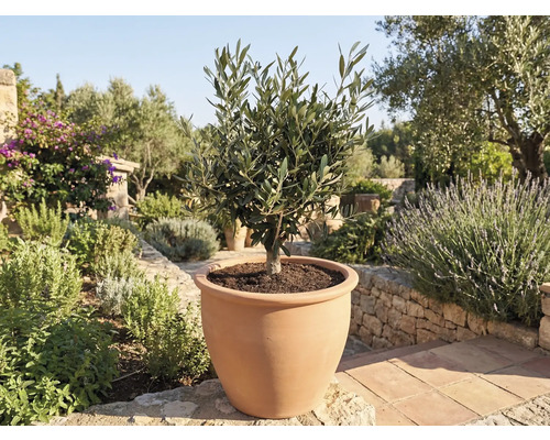 Olivenbaum in Terrakottatopf im Garten