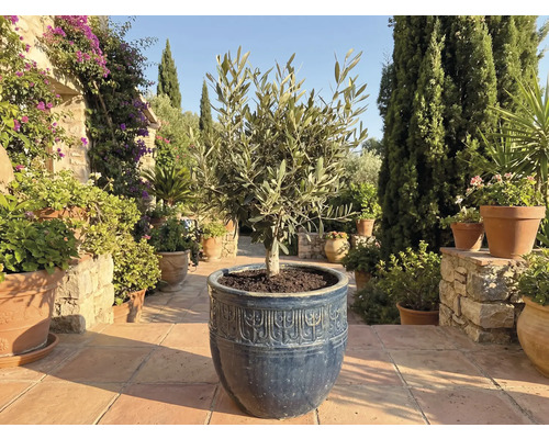 Olivenbaum in einem Topf im Garten