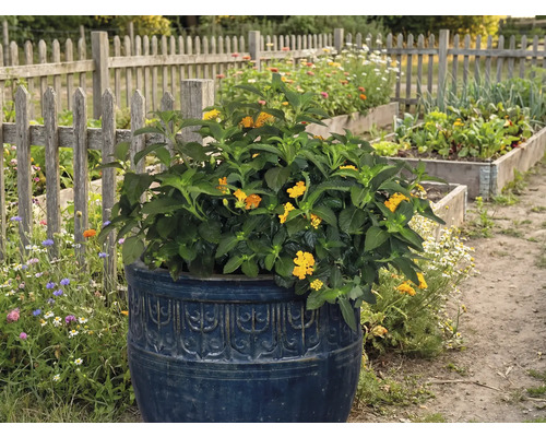 Blühende Pflanze in einem dekorativen Pflanzgefäß im Garten