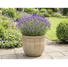 Lavendel in einem Pflanzgefäß im Garten