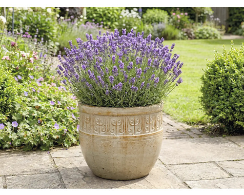 Lavendel in einem Pflanzgefäß im Garten