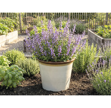 Blühende Katzenminze in einem Topf im Garten.